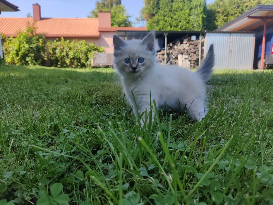 Kocurek OSTATNI DO ODBIORU Syberyjski Neva Masquerade dla ALERGIKÓW