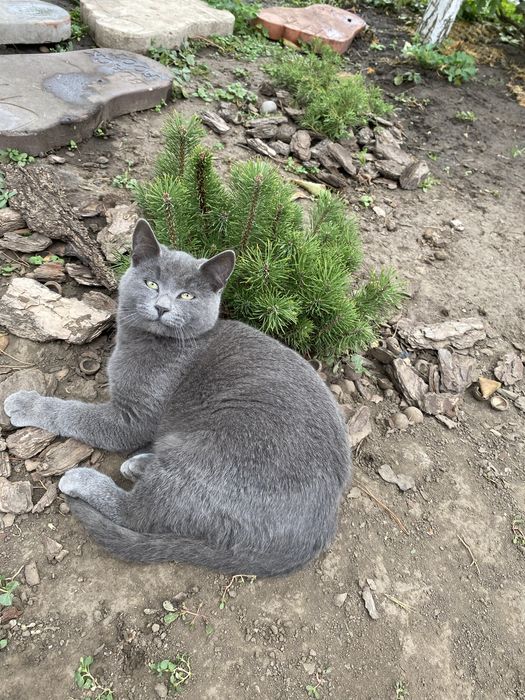 Віддам котенят в добрі руки.