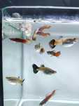 Guppys Sortidos ( Para libertar Espaço )
