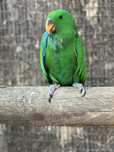 Papagaio eclectus macho 2025