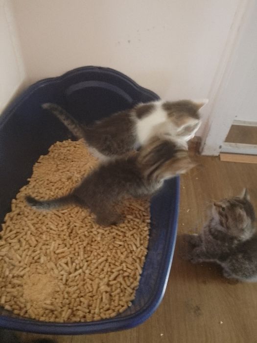 Koty do adopcji oddam za darmo.