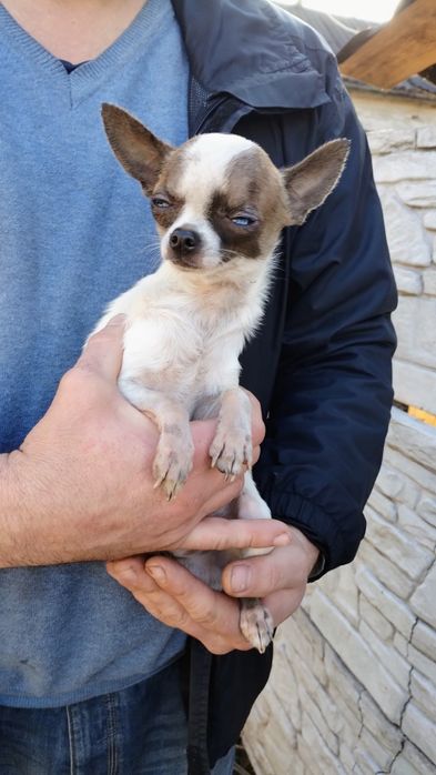 Чихуахуа мальчик мини