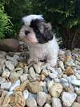 piesek shih tzu tricolor