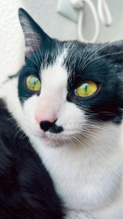 Gatinhos para adoção
