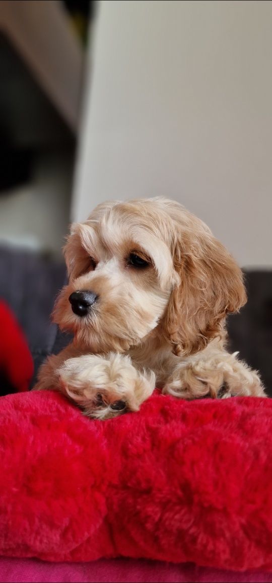 Cocapoo cocker spaniel amerykański I pudel czerwony