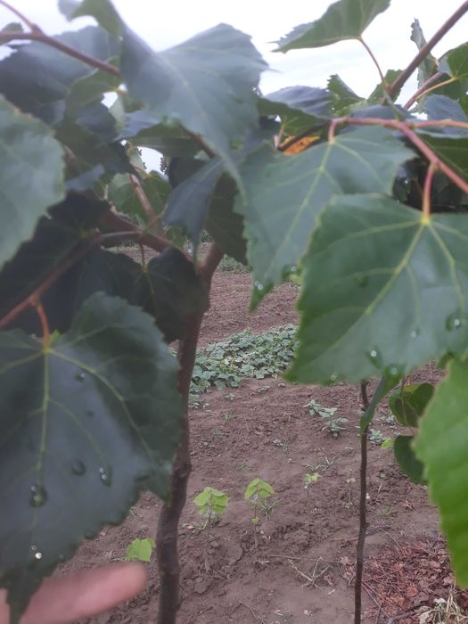 Drzewa alejowe, lipy rozne odmiany leszczyna turecka miododajne