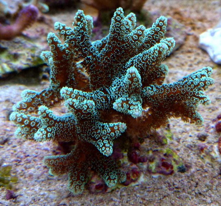 Seriatopora caliendrum, hystrix