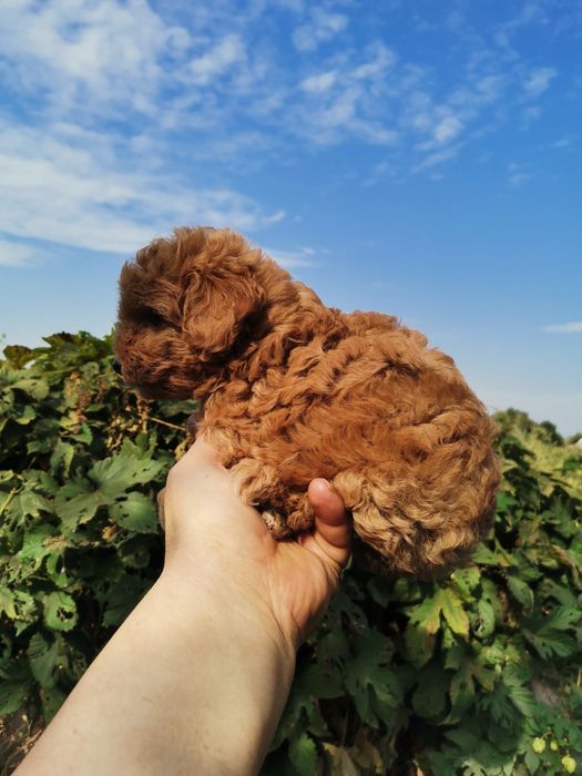 Мальтипу разноцветние разний возраст