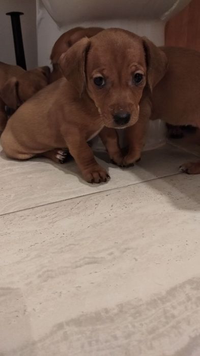 Цуценята такса 1,5 місяці