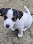 Jack Russell Terrier sunia