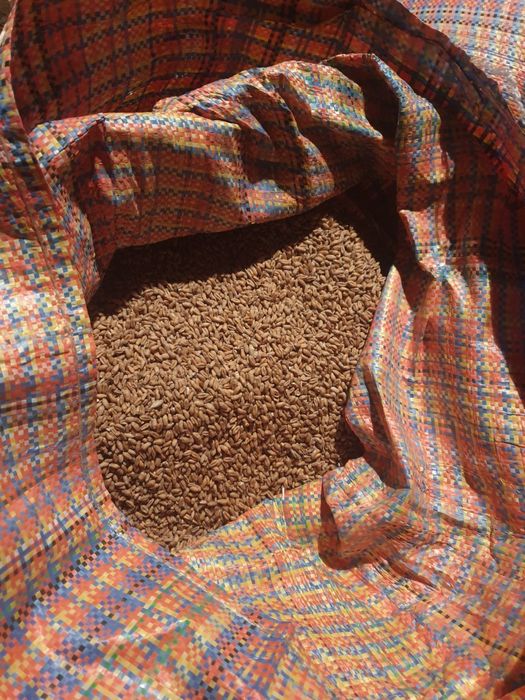 Pszenica ozima jak na foto