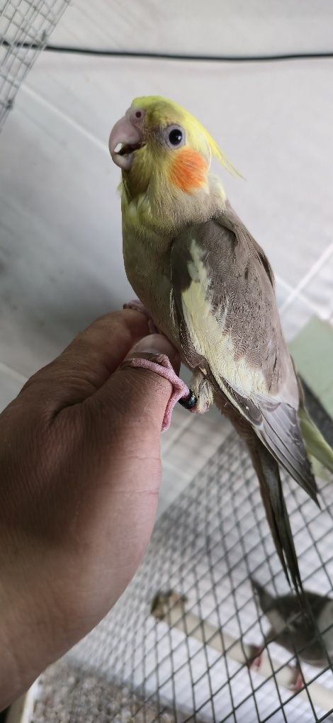 Varias aves domesticadas