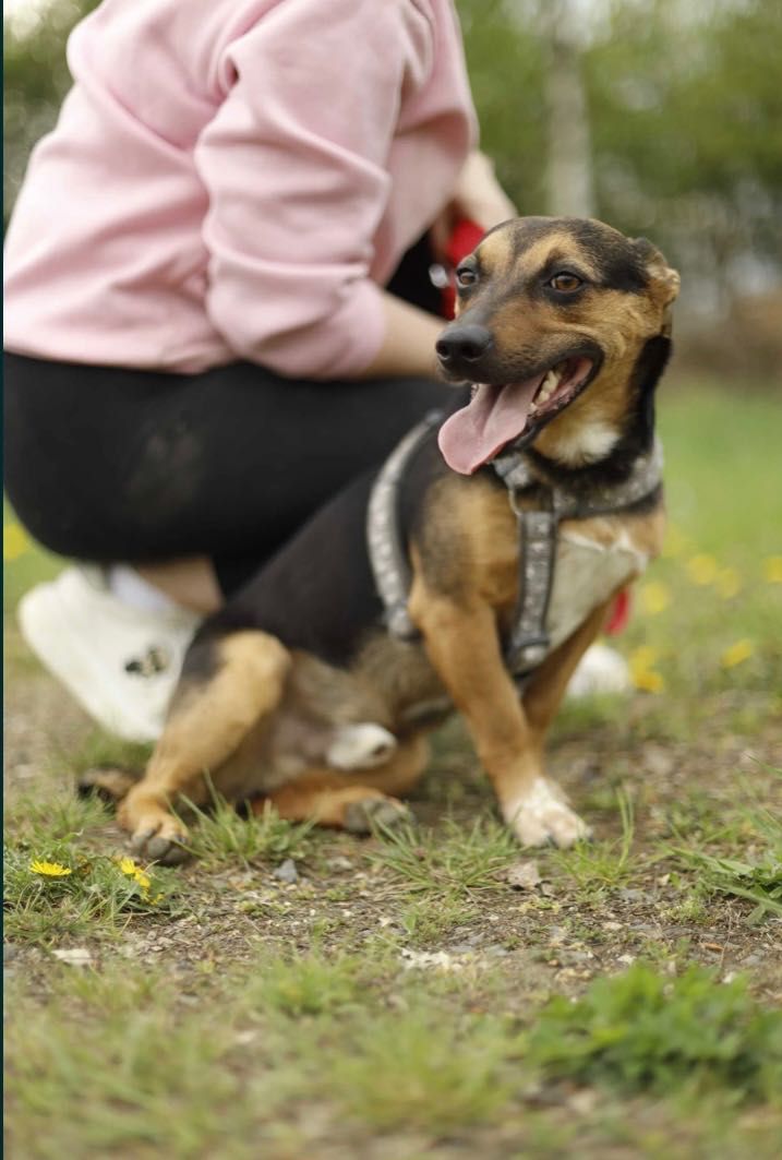 CHARLIE poleca się do adopcji