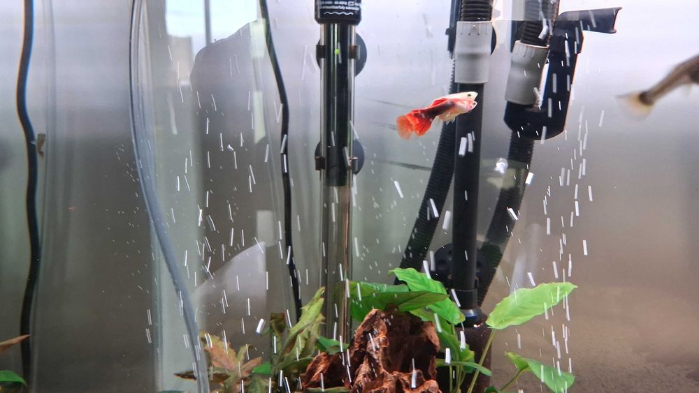 Guppy's Machos para venda