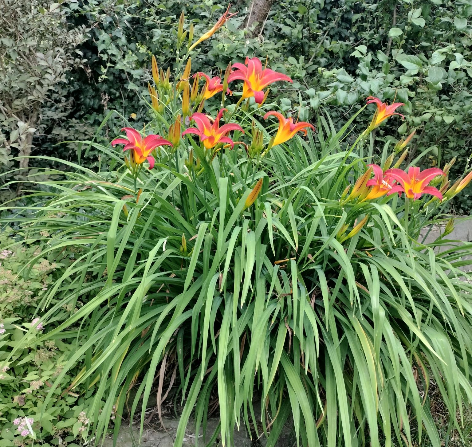 Liliowiec rdzawy - sadzonki