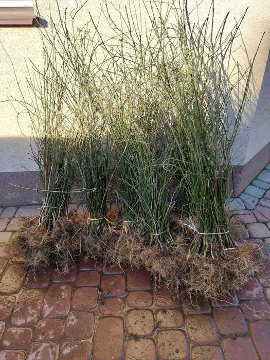 Sadzonki żywopłotowe