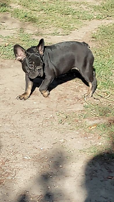 Дівчинка французький бульдог.