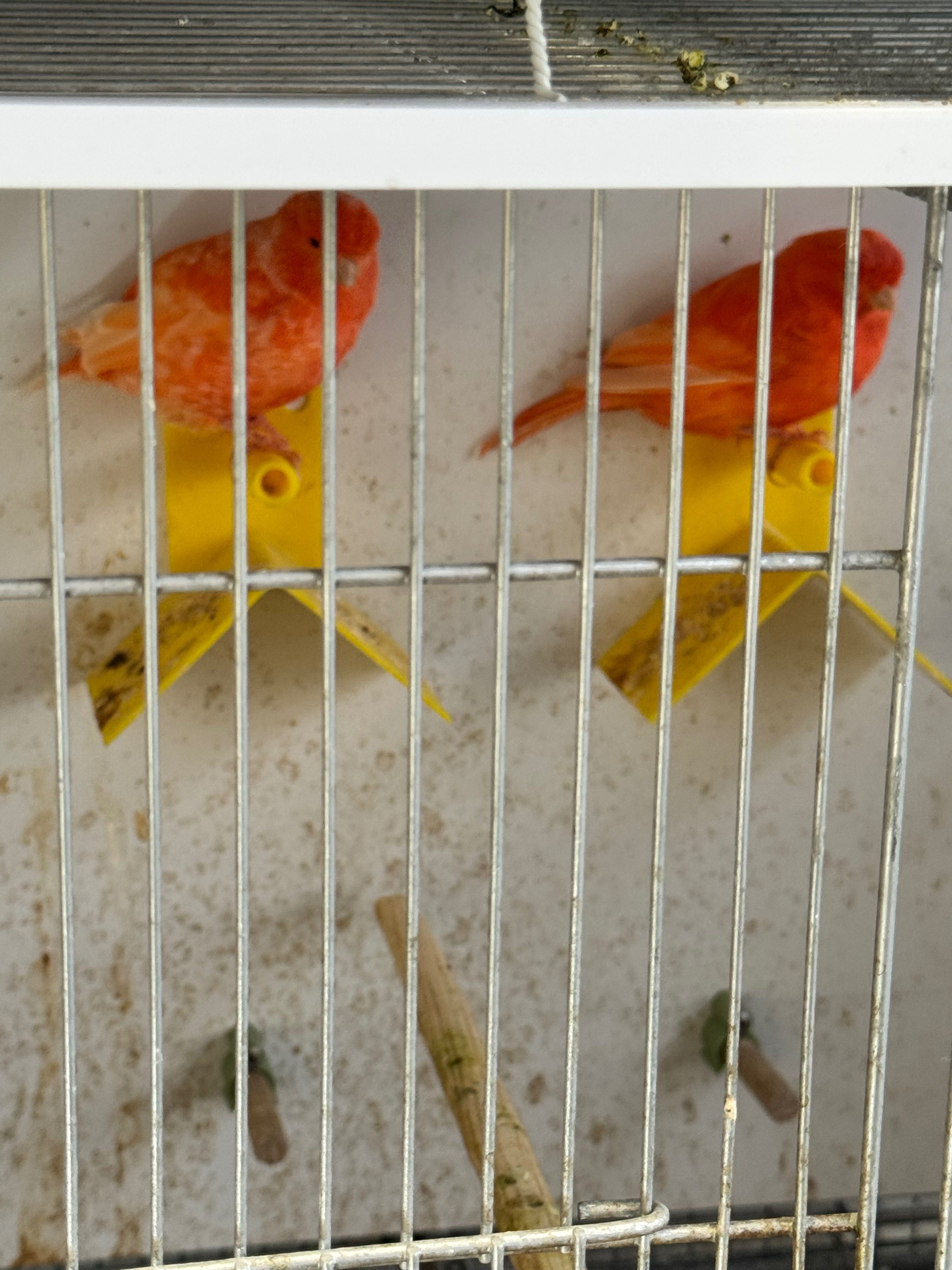 Canarios vermelhos três casais