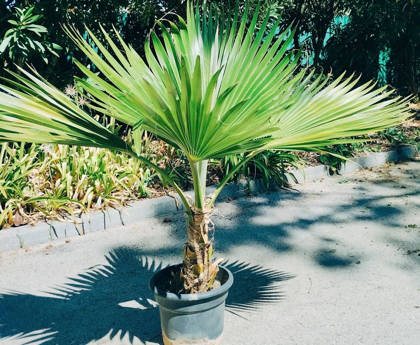 Rara Palmeira do Havaí, Lo'ulu Lelo ou Pritchardia hillebrandii