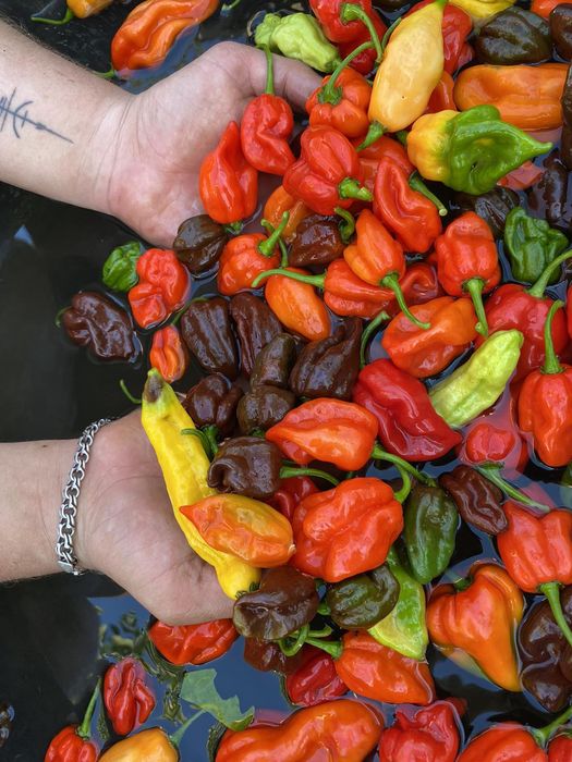 Острый соус,хабанеро,хабанеро шоколад,кисло сладкий,семена