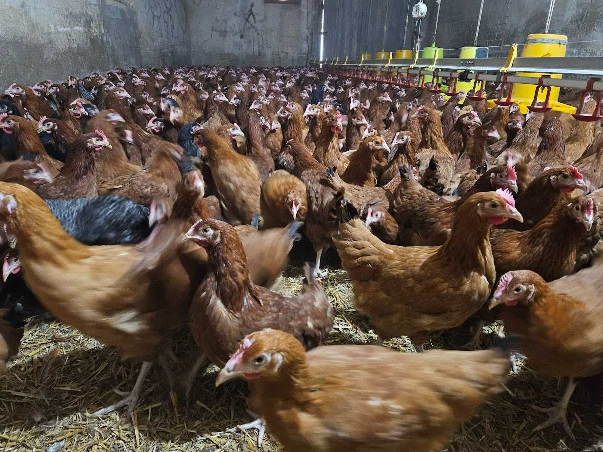 Młode kurki nioski odchowane Rosa, Leghorn, Sendi