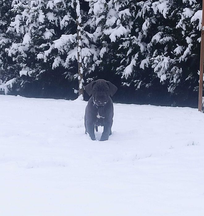 Cane corso Bella suka szczeniak