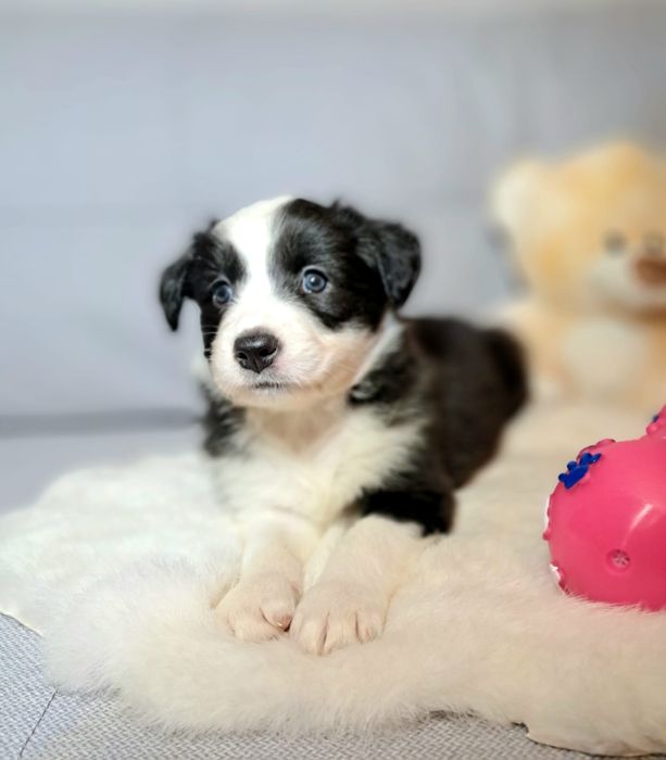 Śliczna cuczka Border Collie.ELZA