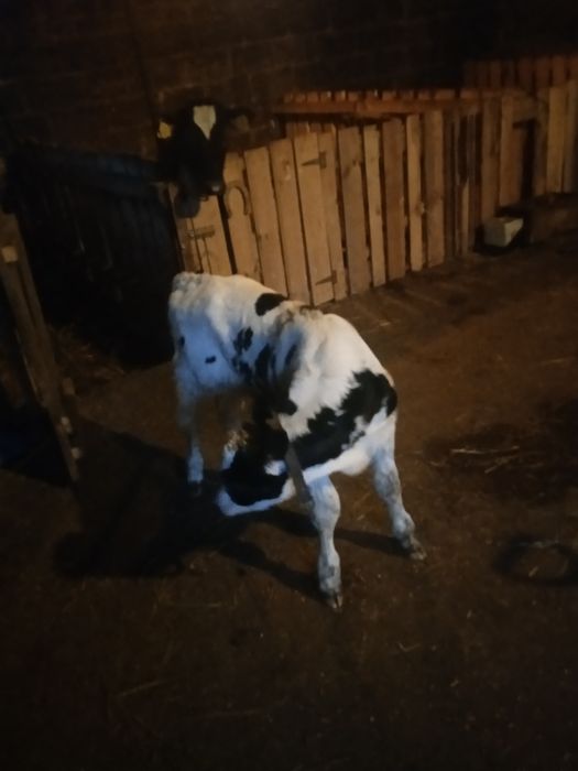 witam spszedam byczka