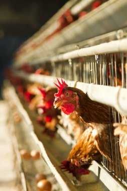 ІнкубацІйнІ  яйця  -  ФОКСИ ЧИК