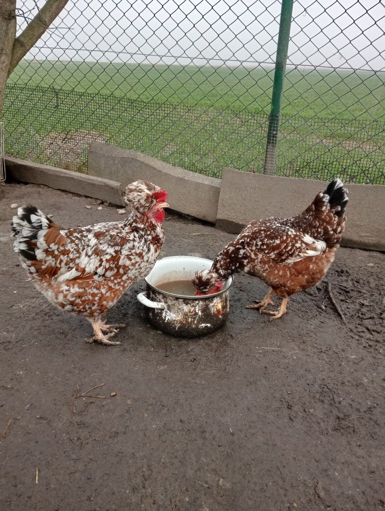 Jaja lęgowe czubatka w typie staropolskim