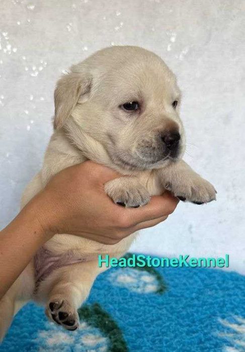 Щенок Лабрадор ретривер