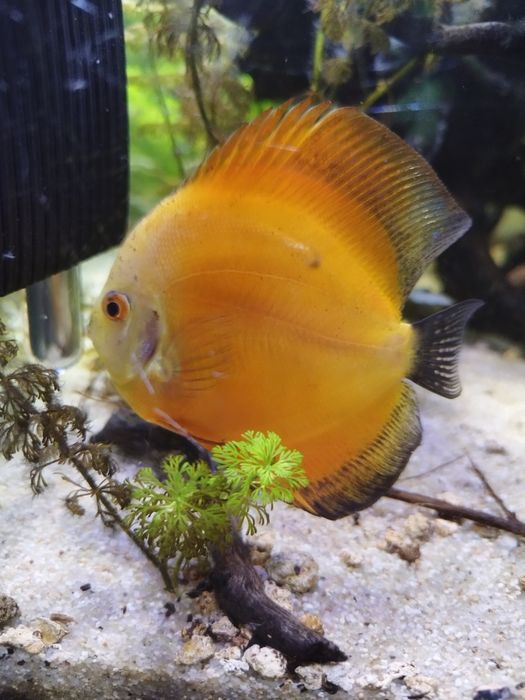 Discu Marlboro Fêmea