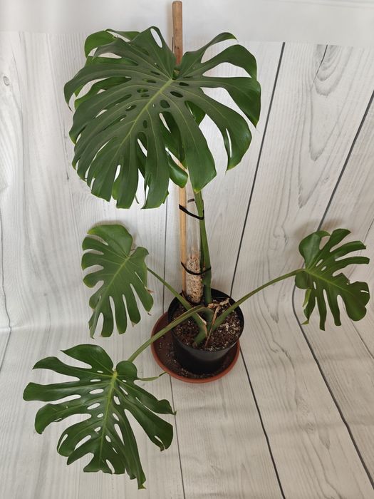 Monstera Deliciosa