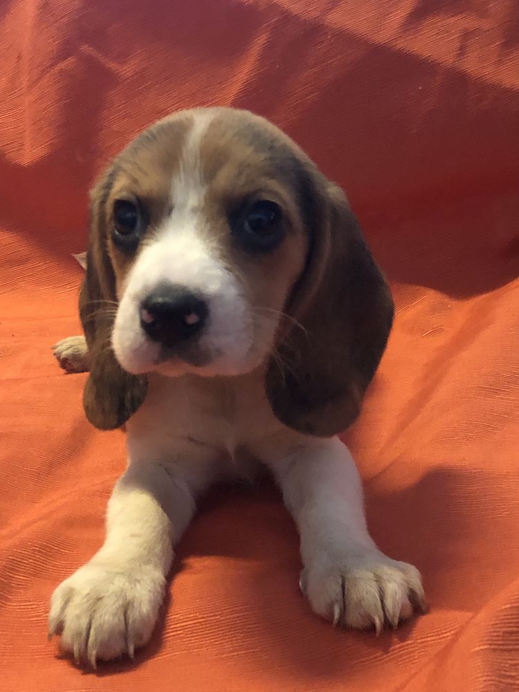 Beagle macho. com dois meses. Pronto para entrega