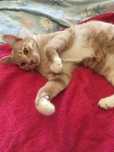 Ручной , игривый котик. 6 мес.. Стерилизую за свой счёт.
