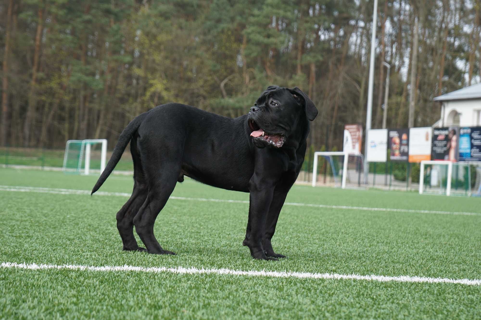 Piękny szczeniak Cane Corso FCI