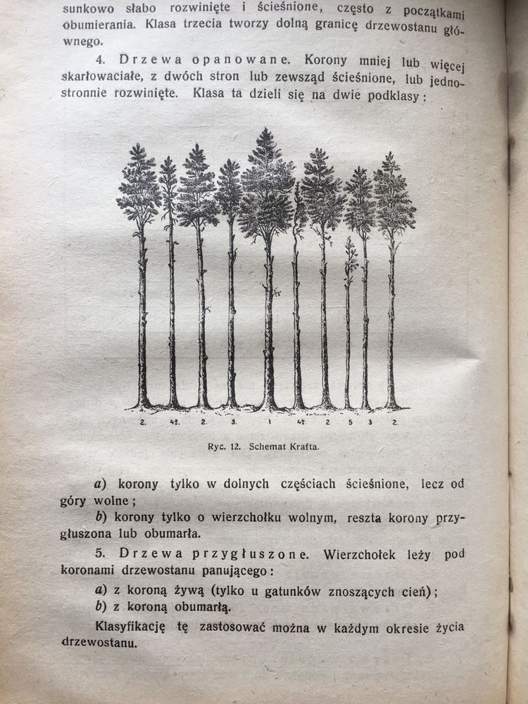 Hodowla lasu Sokołowski Lwów 1921 leśnictwo