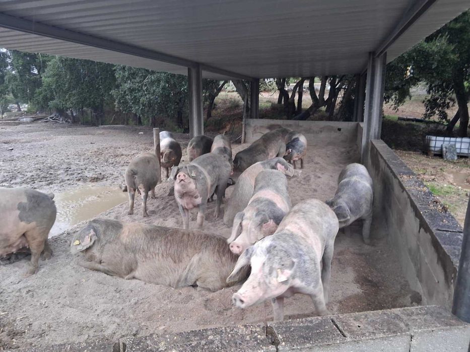 porcas bisaras  com varias idades