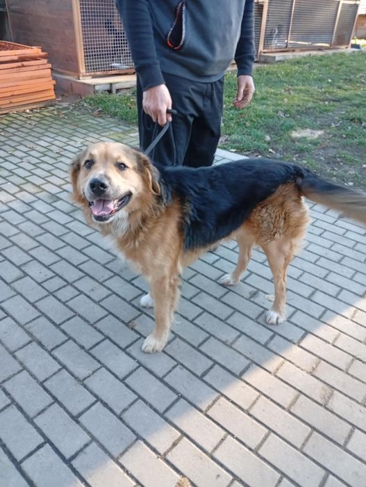 Cudny duży młody kochany pies do adopcji.