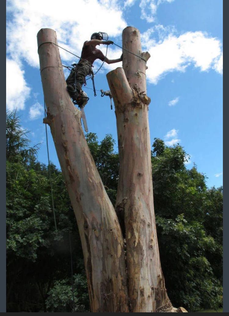 Limpe seu terreno seu jardim ,” promoção “