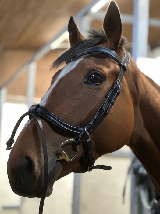 Ogłowie HKM "Anatomic" - COB, mało używana