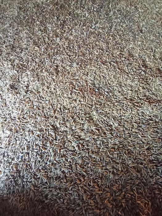 Sprzedam Owies Bingo