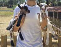Cabras anãs 2 machos e 2 fêmeas