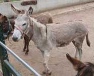 Burro cinza tres anos
