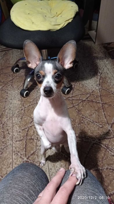 Вязка американський той-фокстерьер,НЕ РОЗВ'ЯЗАНИЙ