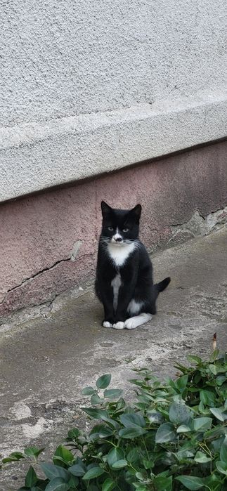 Котик Орео, в добрі руки!