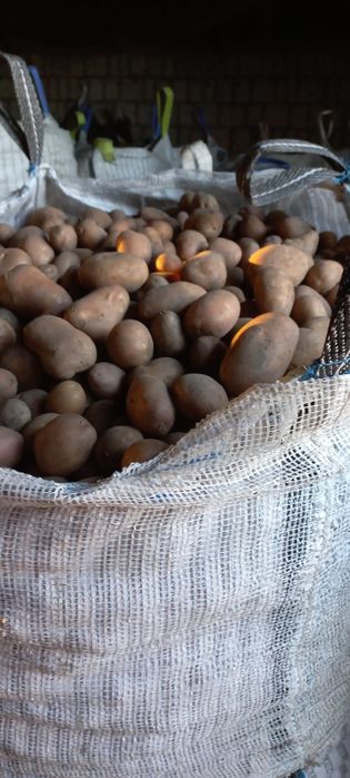 Ziemniaki jadalne Irga Monte Carlo oraz Riviera