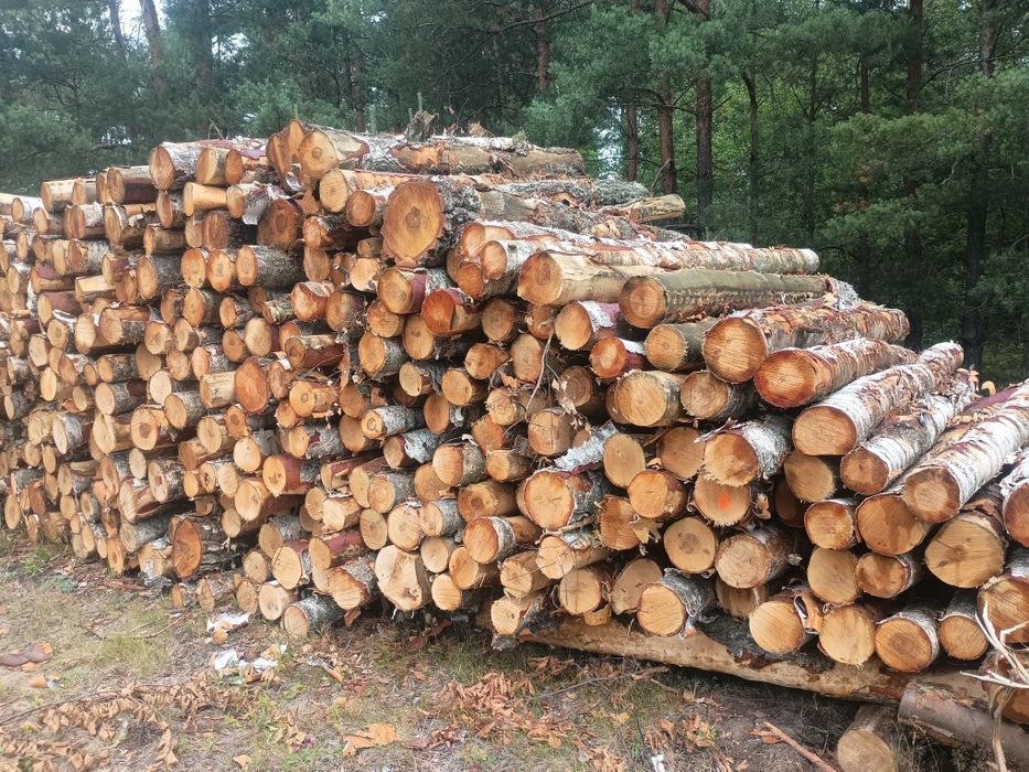 BRZOZA drewno kominkowe opałowe TRANSPORT do klienta. olcha