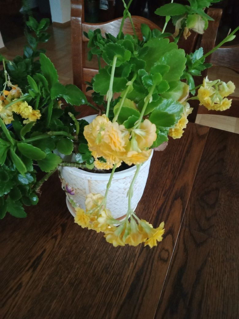 Kalanchoe sadzonka