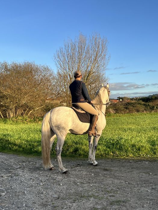 Vendo cavalo lusitano